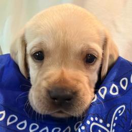 Boy 5 - male Labrador Retriever puppy in Palm Beach County, Florida from Robin's Labrador Retrievers