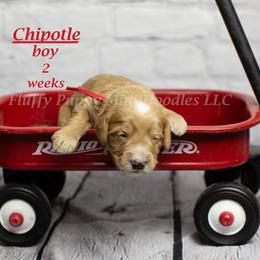 Chipotle (red collar) boy - Red  male Goldendoodle puppy in Corona, California from Fluffy Puppy Mini Doodles LLC