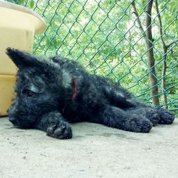 Belgian Laekenois, Dutch Shepherd, and Golden Retriever Puppies from Coswald