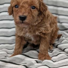 Shaggy - Apricot male Cavapoo puppy in Salem, New Jersey from Dreamy Night Doodles