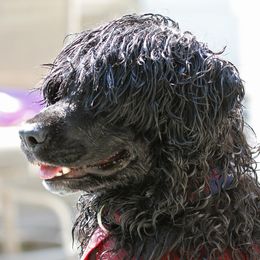 Scully - Portuguese Water Dog