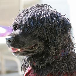 Scully - Portuguese Water Dog