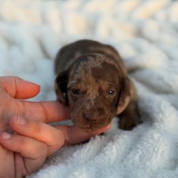 Indie - Dapple female Dachshund puppy in Huffman, Texas from Alex's Dachshunds