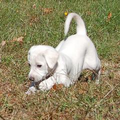 Saluki Puppies from Obi-Wan Salukis