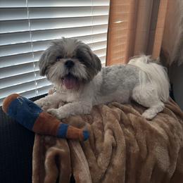 Bentley - Shih Tzu