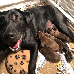 Labrador Retriever Puppies from Bourbon Creek Retrievers