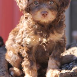 Bernedoodle and Cavapoo Puppies from Lawler’s Legacy Litters