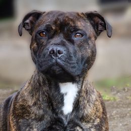 Staffordshire Bull Terriers from Moonspinner Staffords