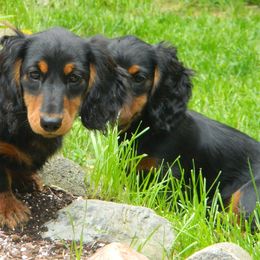 Dachshund Puppies from Proud Lake Dachshunds