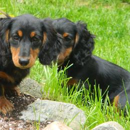 Dachshund Puppies from Proud Lake Dachshunds