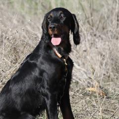 Gordon Setters from Sunshine Hill Top Gordon