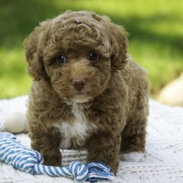 Shamrock - Apricot male Poodle puppy in Etna Green, Indiana from Perfect Match Poodles