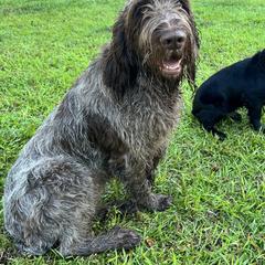 Golden Retrievers, Labrador Retrievers, and Spinoni Italiani from Belle Shain Kennels