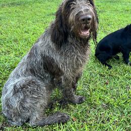 Golden Retrievers, Labrador Retrievers, and Spinoni Italiani from Belle Shain Kennels