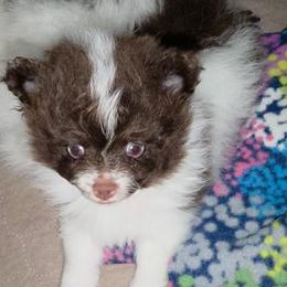 Pixie pup 1 - Chocolate parti male Pomeranian puppy in Carrollton, Georgia from B AND R'S POMERANIAN'S