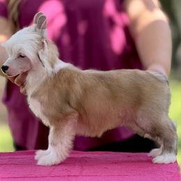 Sable Puff Male - Sable male Chinese Crested puppy in Hollywood, Florida from Candela Chinese Cresteds