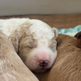 Leonardo - Parti male Goldendoodle puppy in Stockton, California from Port City Doodles