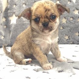 Tiny brindle boy - Fawn brindled black male Chihuahua puppy in Orlando, Florida from iLuvChihuahuas