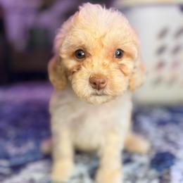 Toasted Marshmallow with training - Cream male Cockapoo puppy in Boonville, North Carolina from Doods & Dolls