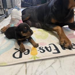 Boy 5 - Black and rust male Doberman Pinscher puppy in Elgin, Texas from New Horizons Kennels