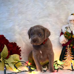 Red collar girl - Silver gray female Weimaraner puppy in Alexandria, Virginia from Silvr Galaxy Weimaraners