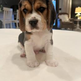 Beau - Black tan and white male Beagle puppy in Brownsboro, Texas from Willow Bark Beagles