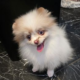 Pollux - Pomeranian puppy from RoyalRarity's Poms & Enrichment