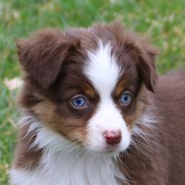 Cirroc - Red tri-color female Miniature American Shepherd puppy in Tiskilwa, Illinois from First Harmony Farms