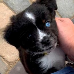 Miniature Australian Shepherds and Toy Australian Shepherds from Pawesome Lil Aussies