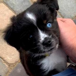 Miniature Australian Shepherds and Toy Australian Shepherds from Pawesome Lil Aussies