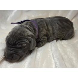 Maya - Blue female Great Dane puppy in Colorado Springs, Colorado from Pilot Danes
