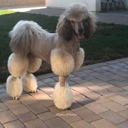 Poodle All Grown Up from Watts Poodles