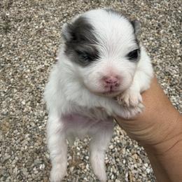 Boy 1 - Blue parti male Pomeranian puppy in Meridian, Idaho from Precious poms