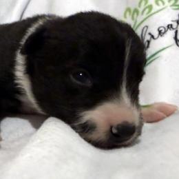Girl 3 - female Border Collie puppy in Paris, Texas from Broadmoor Farm