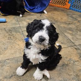 Blues - Tri-color Bernedoodle puppy in Flat Rock, North Carolina from Sukisdoodles