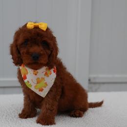 Aura - Red female Cavapoo puppy in Apopka, Florida from Rae Precious Puppies