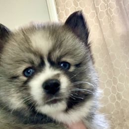 Pomsky Puppies from River Enz Pomskies