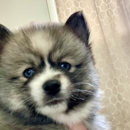 Pomsky Puppies from River Enz Pomskies