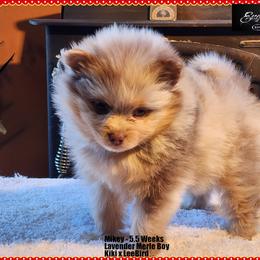 Mikey - Lavender male Pomeranian puppy in Chelsea, Oklahoma from English Rose Poms
