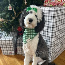 Berkley - Sheepadoodle