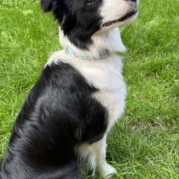 Border Collie All Grown Up from Aumakua Border Collies