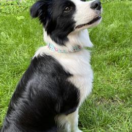 Border Collie All Grown Up from Aumakua Border Collies