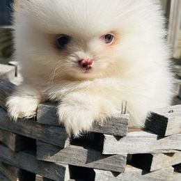 Snowball (White Parti Male) - Cream parti male Pomeranian puppy in Hancock, Maryland from Dusty Trail Pomeranians