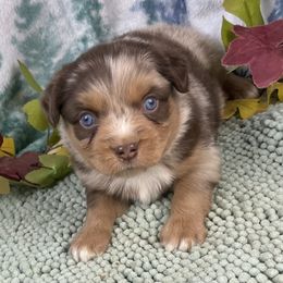 Reggie - Red merle male Miniature Australian Shepherd puppy in Granbury, Texas from Texas Miniature Aussies