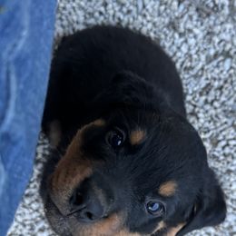 Rottweiler Puppies from Cross Creek Rottweilers