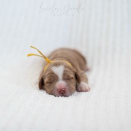 Yellow Collar Girl - Caramel female Australian Labradoodle puppy in Thousand Oaks, California from Lovely Doodle Lane