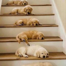 Golden Retrievers from Gigi Salazar's Golden Retrievers