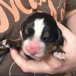 Boy 1 - Black rust and white male Bernese Mountain Dog puppy in Waco, Texas from Van Amburgh Family Farm - Bernese Mountain Dogs