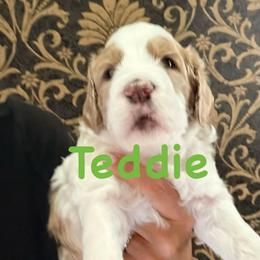 TEDDIE - Parti male Springerdoodle puppy in Murrells Inlet, South Carolina from SpringerDoodles at the Beach