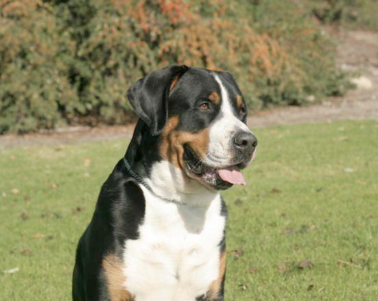 Cornerstone Kennels in Colorado | Greater Swiss Mountain Dog and ...